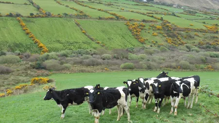 Vaci aduse cu avionul din Irlanda, pentru mai multe familii nevoiaşe din Mureş