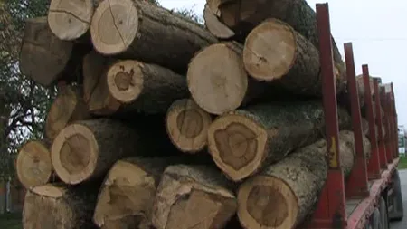Situaţie incredibilă într-un sat din Botoşani. Localnicii refuză lemnele gratuite