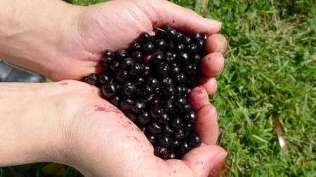 Maqui, fructul-minune. Ai auzit de el şi de beneficiile lui?