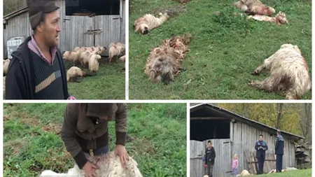 Lupii au făcut ravagii într-o stână de oi