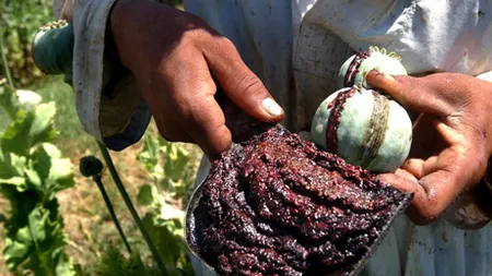 Producţia de opium a Afganistanului a depăşit recordul de anul trecut
