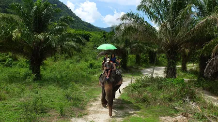 Un elefant şi-a ucis îngrijitorul şi a fugit în junglă cu doi turişti în spate