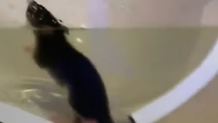 CLIPUL care te va face să nu mai mergi NICIODATĂ la BAIE. Cum intră UN ŞOBOLAN în VASUL de TOALETĂ VIDEO