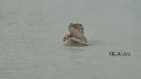 Imagini incredibile: O bufniţă, surprinsă în timp ce înota pe lacul Michigan VIDEO