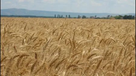Scandal internaţional: Cereale româneşti, exportate drept 