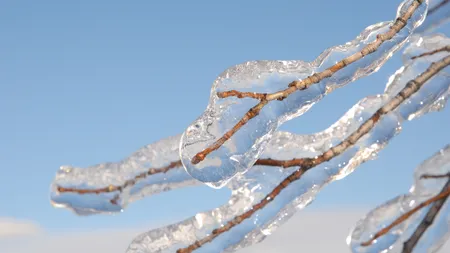 FENOMEN meteo STRANIU în România. Mai multe PĂDURI au fost cuprinse de un strat gros de GHEAŢĂ VIDEO