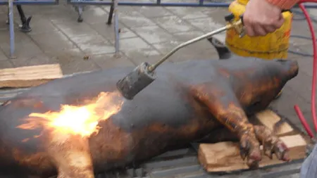 IGNAT. Cum curăţă un român ingenios porcul, după ce a fost pârlit. Este o joacă de copii VIDEO