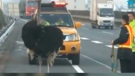 INEDIT. Un struţ a apărut pe o autostradă din China VIDEO