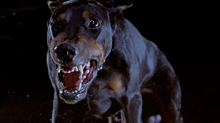 Femeie sfâşiată de doi câini de rasa Doberman. Dulăii i-au smuls scalpul