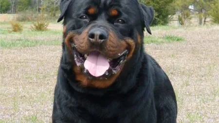 ÎŢI DAU LACRIMILE. Reacţia incredibilă a unui rottweiler după ce i-a murit fratele VIDEO