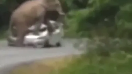 Elefantul care distruge o maşină într-un parc naţional VIDEO