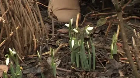 Vremea ANORMAL de caldă pentru această perioadă păcăleşte natura. Au înflorit GHIOCEII - VIDEO