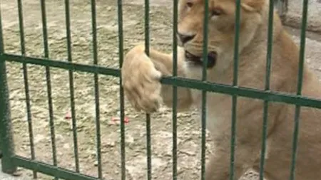 Poliţia a deschis o anchetă în cazul copilului rănit de leu la Grădina Zoologică din Rădăuţi