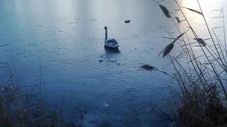 Pompierii din Constanţa, puşi pe jar de o LEBĂDĂ VIDEO