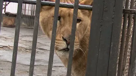 Un copil a fost ATACAT DE LEU, la Grădina Zoologică din Rădăuţi VIDEO