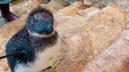 VIDEO ÎNDUIOŞĂTOR. Un pui de PENGUIN SPERIAT surprins în timp ce învaţă să înoate