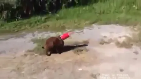 Prietenul la nevoie se cunoaşte, indiferent de rasă. Incredibil cine a SALVAT această PISICĂ cu capul blocat
