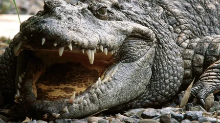 Cum s-a RĂZBUNAT un BĂRBAT după ce un CROCODIL i-a ucis SOŢIA ÎNSĂRCINATĂ în opt luni: Este un erou FOTO