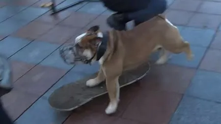 Momentul incredibil în care un câine pe SKATEBOARD intervine în timpul unui PROTEST POLITIC din UCRAINA VIDEO
