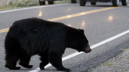 Imagini INCREDIBILE. Un urs a fost fugărit cu maşina pe uliţele unui sat VIDEO