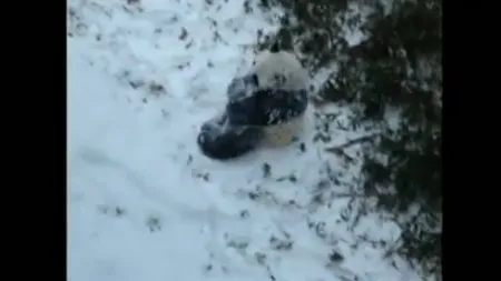 Reacţia AMUZANTĂ a unui URS PANDA care vede ZĂPADĂ pentru prima dată VIDEO