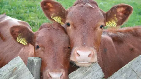 Boala vacii nebune, în România. Carnea infestată urma să ajungă în magazine