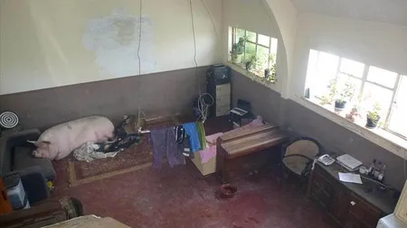 Imagini amuzante cu case şi apartamente scoase spre ÎNCHIRIERE de AGENŢII IMOBILIARE. E un PORC în SUFRAGERIE