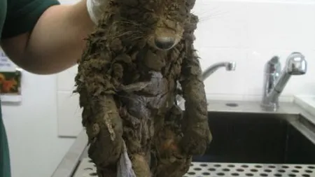 Au găsit un animal ÎNGROPAT în NOROI, la un pas de moarte. Când l-au spălat, au rămas cu gura căscată FOTO