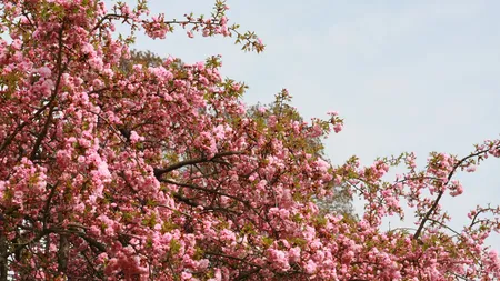 PROGNOZA METEO. Meteorologii anunţă că VINE PRIMĂVARA. Temperaturile urcă şi la 17 grade