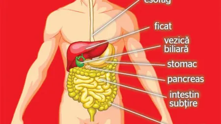 Uluitor! Terapia cancerului pancreatic, descoperită de americani