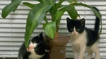 Uimitor! Ce se întâmplă dacă ai în casă plante de interior?