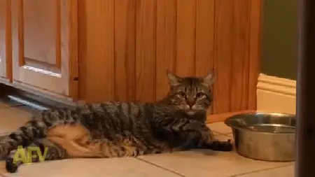 Cea mai LENEŞĂ PISICĂ din lume. Imagini care te vor face să CAŞTI şi să adormi de râs VIDEO