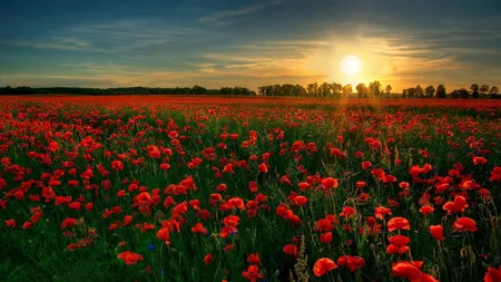 Limbajul florilor. Ce mesaje transmit plantele
