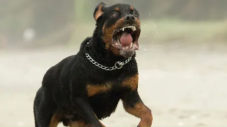 O fetiţă de un an si jumătate, SFÂŞIATĂ de un Rottweiler. Părinţii au fost atacaţi când încercau s-o salveze