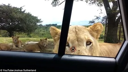 Dornici de senzaţii tari, au mers într-un SAFARI. Reacţia turiştilor când o leoaică deschide uşa maşinii VIDEO