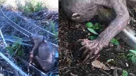 Creatură BIZARĂ descoperită într-o PĂDURE. Au crezut că este Chupacabra, dar adevărul te va înfricoşa VIDEO