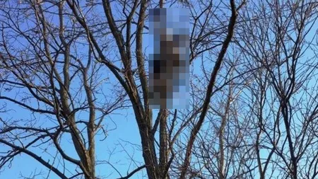 IRONIA SORŢII. Ce a păţit un bărbat după ce a vrut să alunge o pasăre care prevesteşte moartea VIDEO