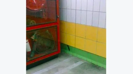 Emoţionanta poveste a pisicii care a trăit CINCI ANI într-un perete, fără să poată ieşi. Cum a SUPRAVIEŢUIT