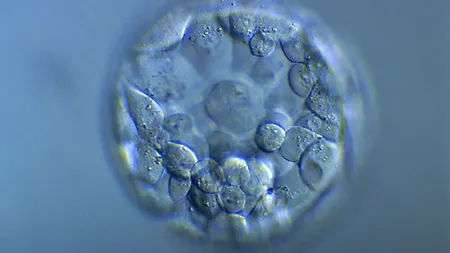 Cercetătorii cer să înceteze experimentele de schimbare a ADN-ul embrionilor umani