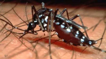 Alertă de FEBRĂ DENGUE în Brazilia. Sute de oraşe sunt în pericol