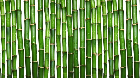 9 plante de interior magice care atrag dragostea, bucuria şi prosperitatea