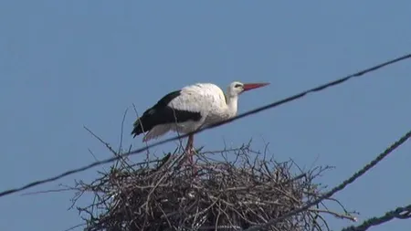 Berzele lăsate fără cuib prin ordin ministerial s-au întors la Budeasa VIDEO