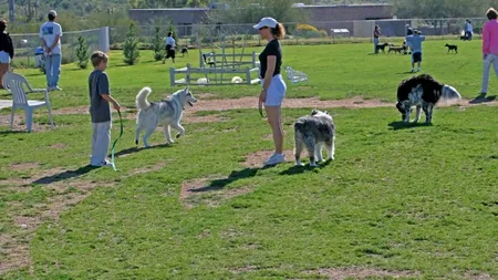 AMENZI USTURĂTOARE pentru stăpânii de câini care nu au făraş şi mătură în parc