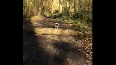 Un câine din rasa pug are o dimineaţă extrem de proastă. Gaga de care a râs TOT INTERNETUL VIDEO