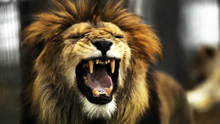 Animalele sălbatice, în Parlament. Senatorii decid soarta leilor şi a hienelor VIDEO