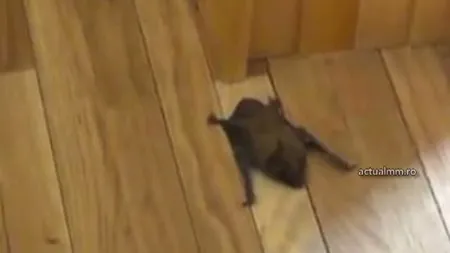 Musafir mai puţin obişnuit la şedinţa Prefecturii Maramureş. Un LILIAC şi-a făcut apariţia pe neaşteptate