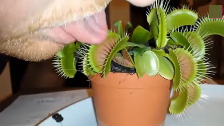 Culmea prostiei. Ce se întâmplă dacă îţi bagi LIMBA într-o PLANTĂ CARNIVORĂ VIDEO