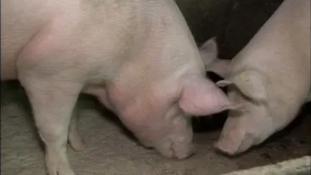Un bărbat a fost mâncat de viu de porcii din gospodărie