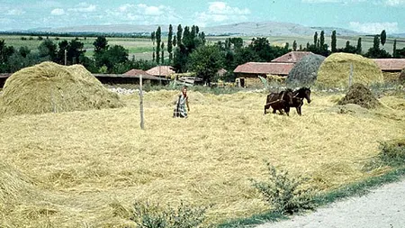 Români ţinuţi ca SCLAVI la o fermă din Grecia