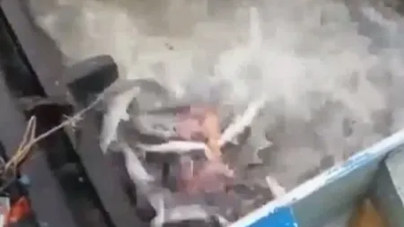 Imaginile care au îngrozit lumea virtuală. Ce se întâmplă când arunci carne peştilor piranha